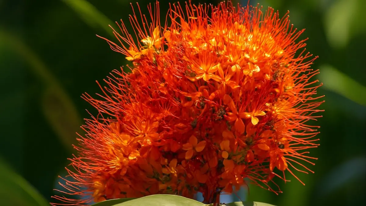 Tree Saga: The Sita Ashoka Tree and Its Timeless Symbolism