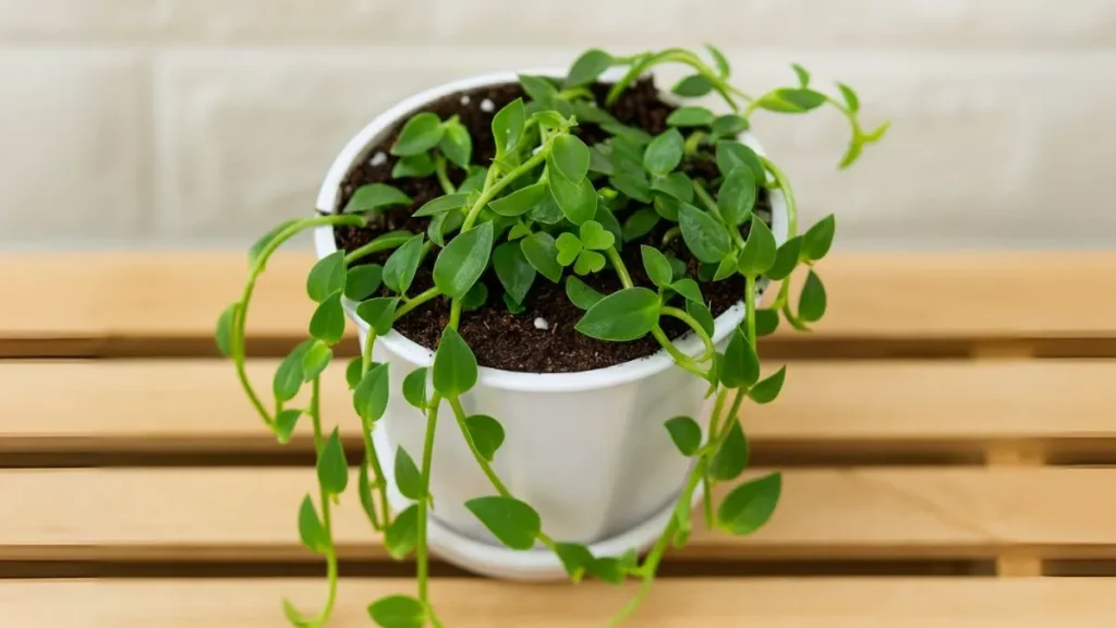 Turtle Vine Is Taking Over Plant Lovers’ Homes — Here’s How to Keep It Thriving