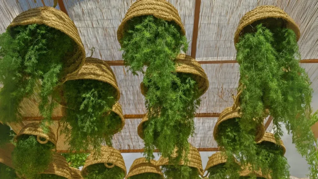 No Space? No Problem. Try Growing Plants Upside Down