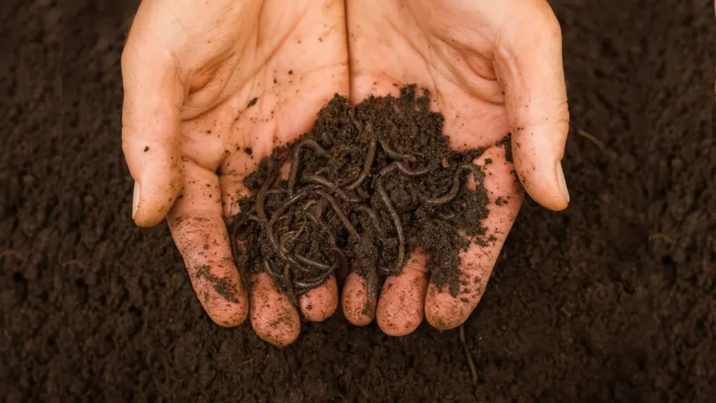How Vermicomposting Cuts Waste and Supercharges Your Plants