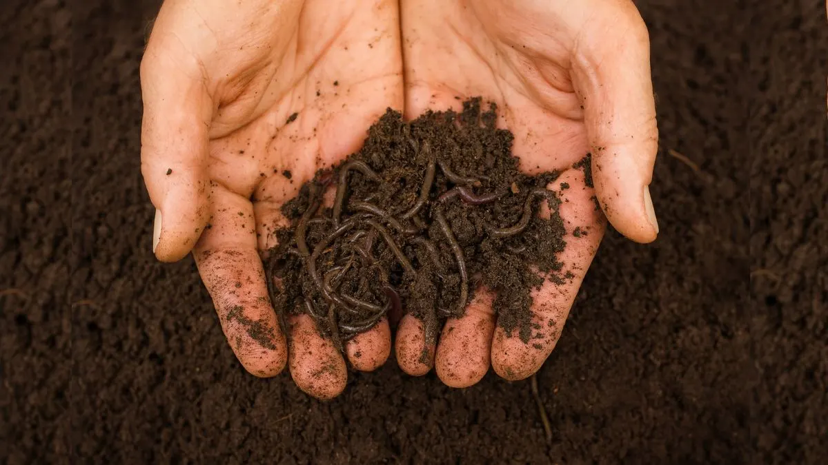 How Vermicomposting Cuts Waste and Supercharges Your Plants