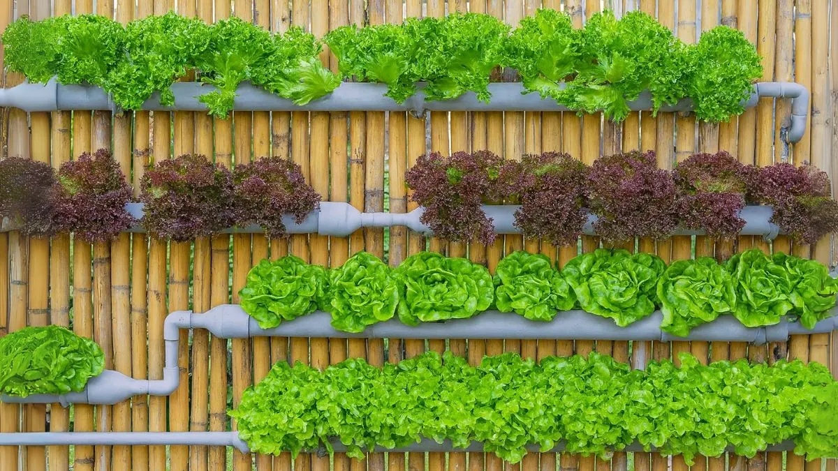 Why Vertical Gardens Are the Future of Small-Space Living
