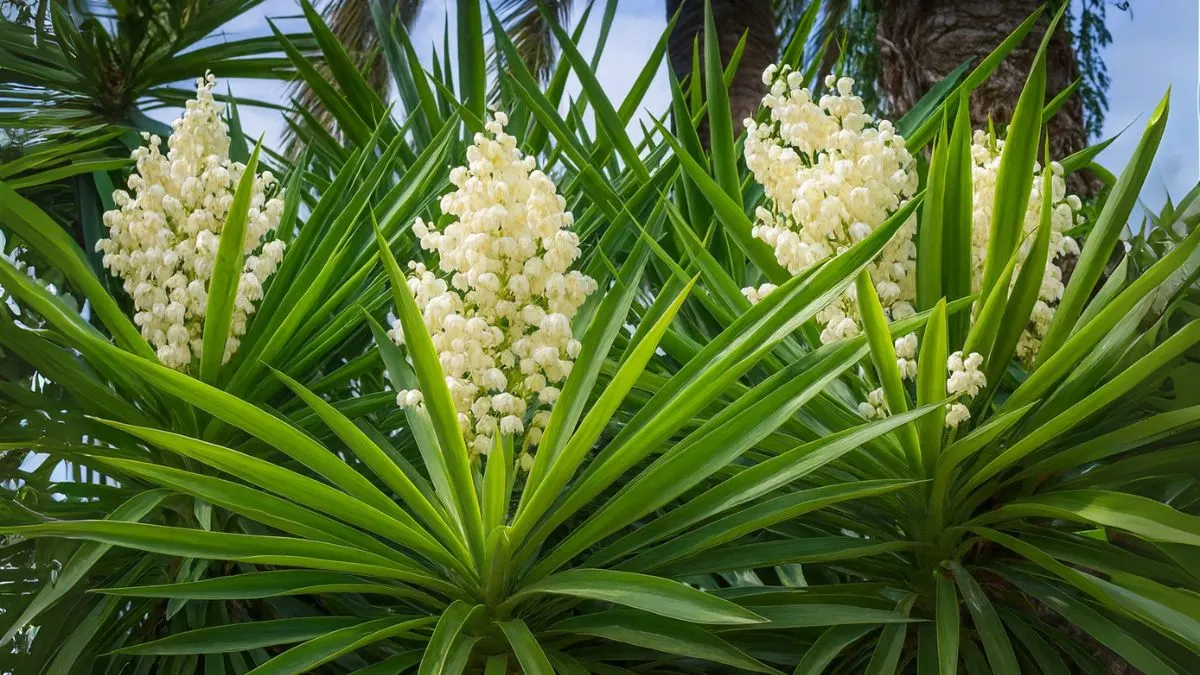 How To Help Your Yucca Plant Flower