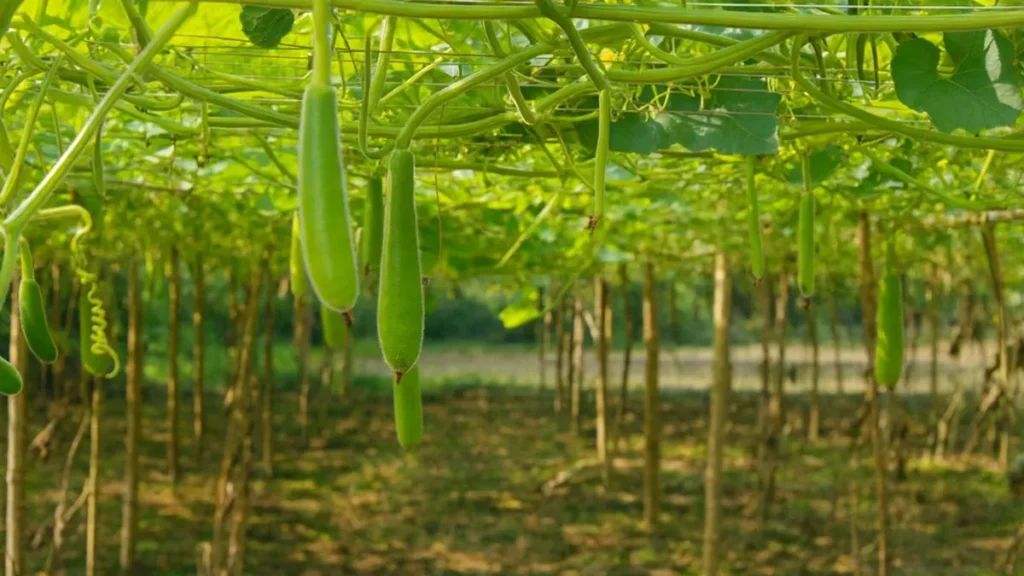 How to Grow Bottle Gourd at Home (Even as a Beginner)