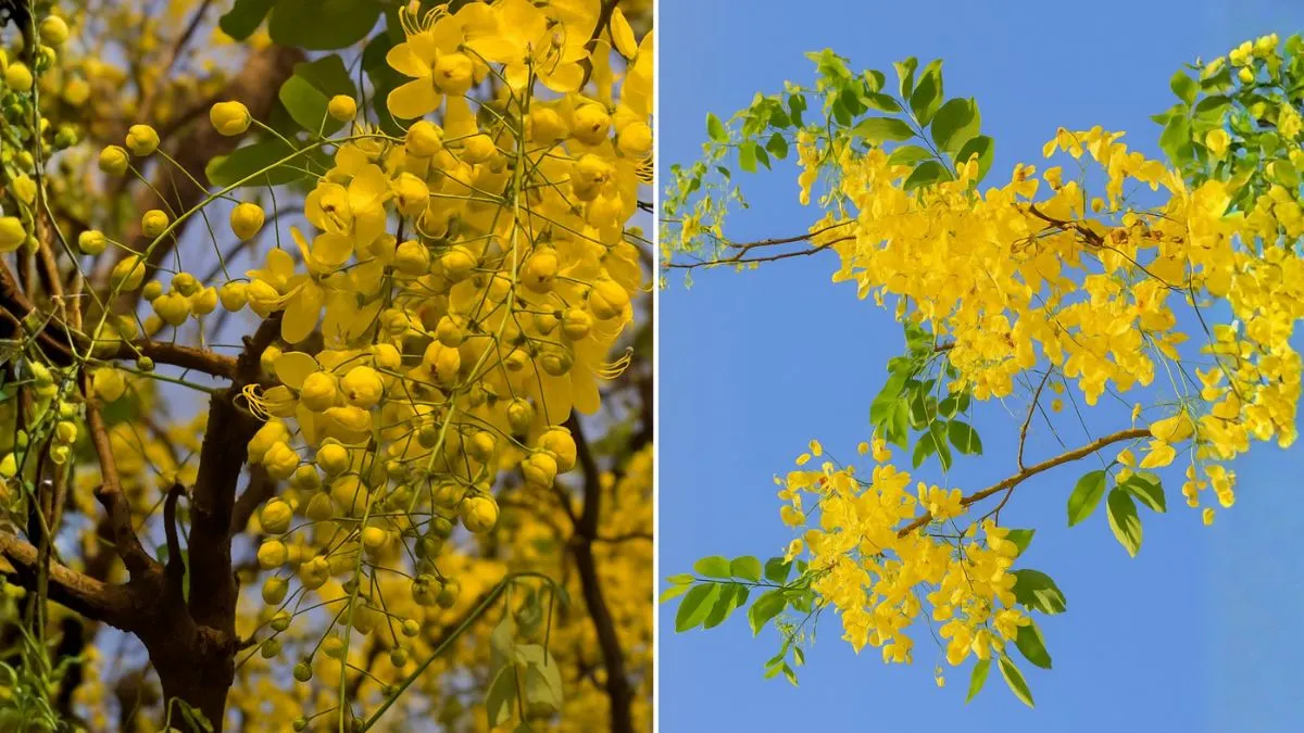 Amaltas (Cassia Fistula) – Symbolism, Uses & Stunning Blooms