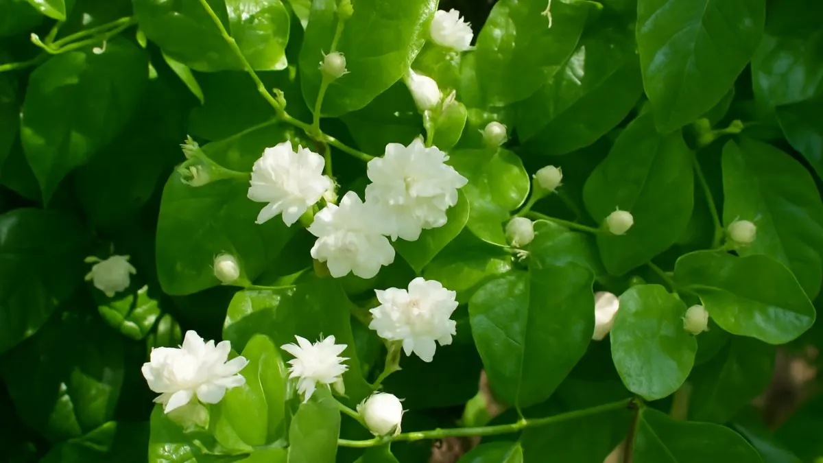 How to Grow and Care for Mogra (Arabian Jasmine) Plant at Home