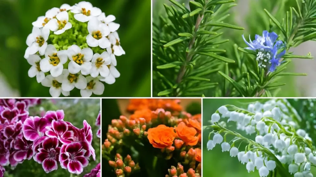 Best Aromatic Plants for Winter – Fragrance, Beauty & Freshness Indoors