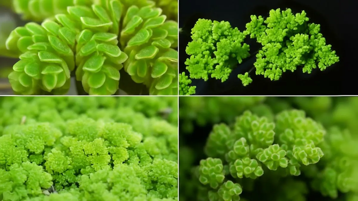 The Secret to Healthy Azolla Growth – Choosing the Right Growing Bed