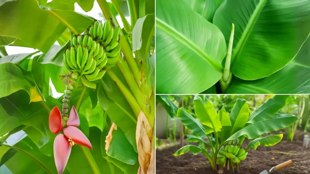 How to Grow Banana Plants Indoors or Outdoors for That Jungle Aesthetic
