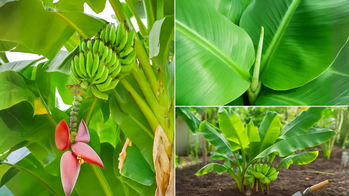 How to Grow Banana Plants Indoors or Outdoors for That Jungle Aesthetic
