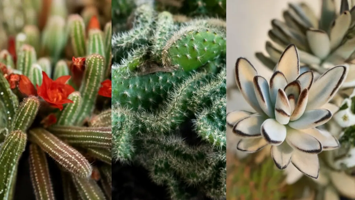 Best Cactus Plants That Instantly Elevate Any Room