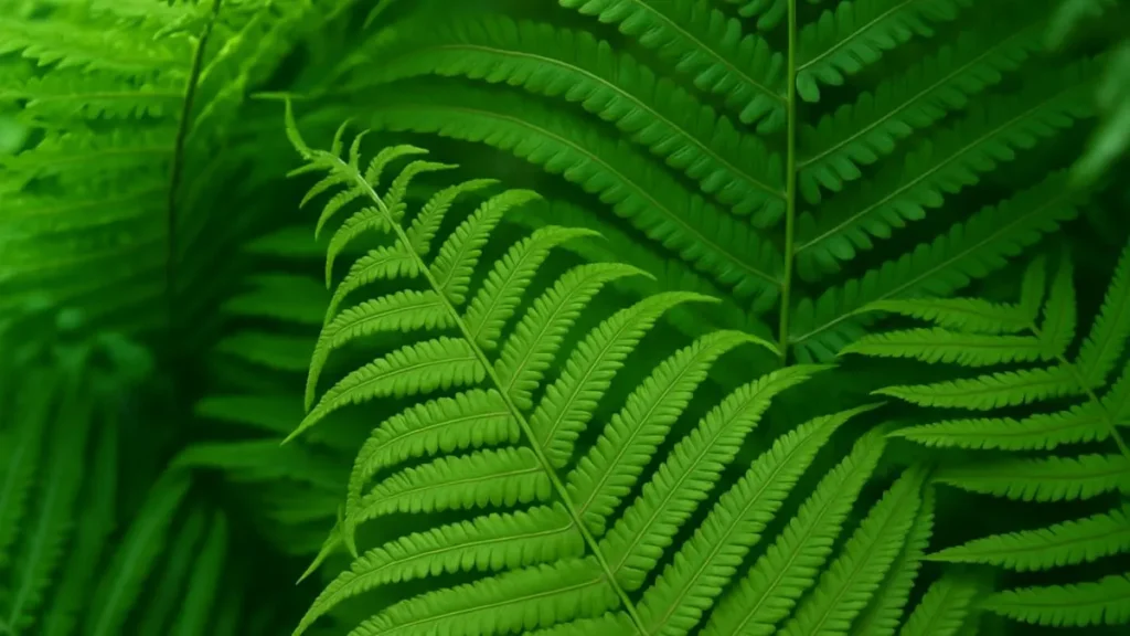 How to Make Your Ferns Live, Love & Laugh