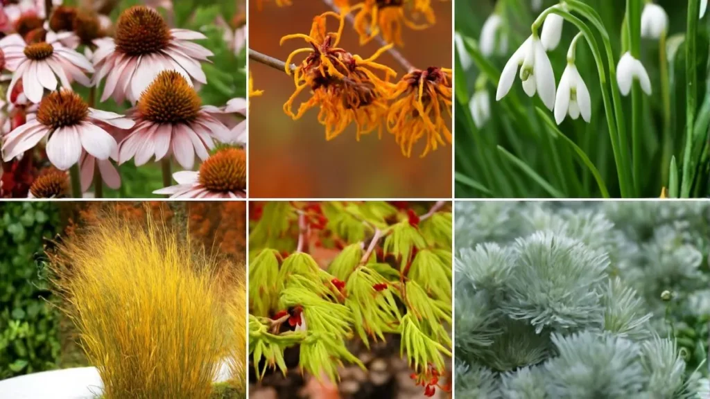Best Foliage Plants for Winter – Lush, Low-Maintenance & Stylish
