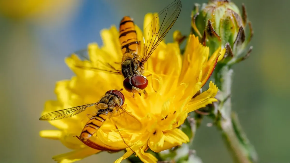 Attract Hoverflies to Naturally Protect Your Garden