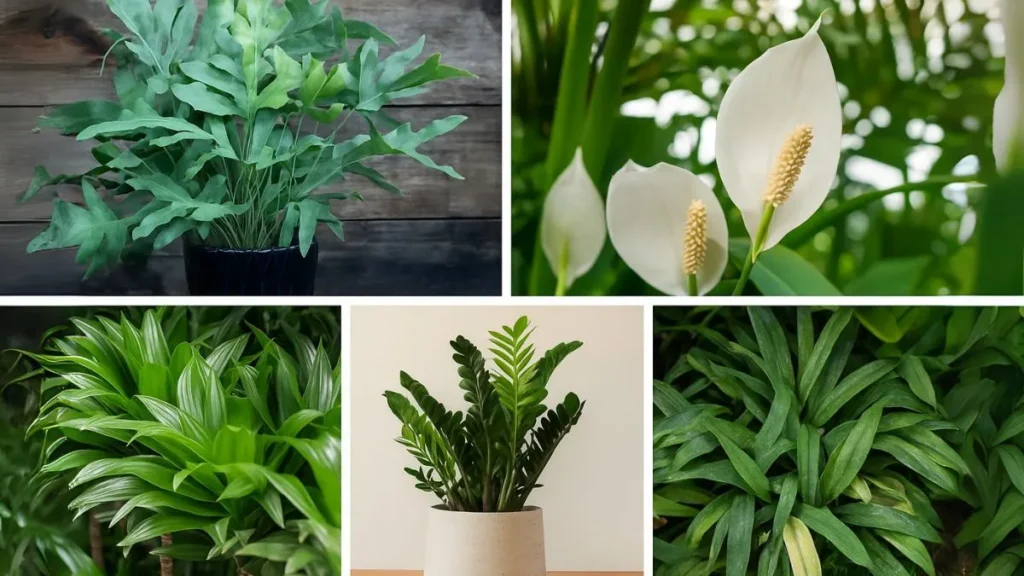 Indoor Plants That Survive (and Thrive) in Low Light