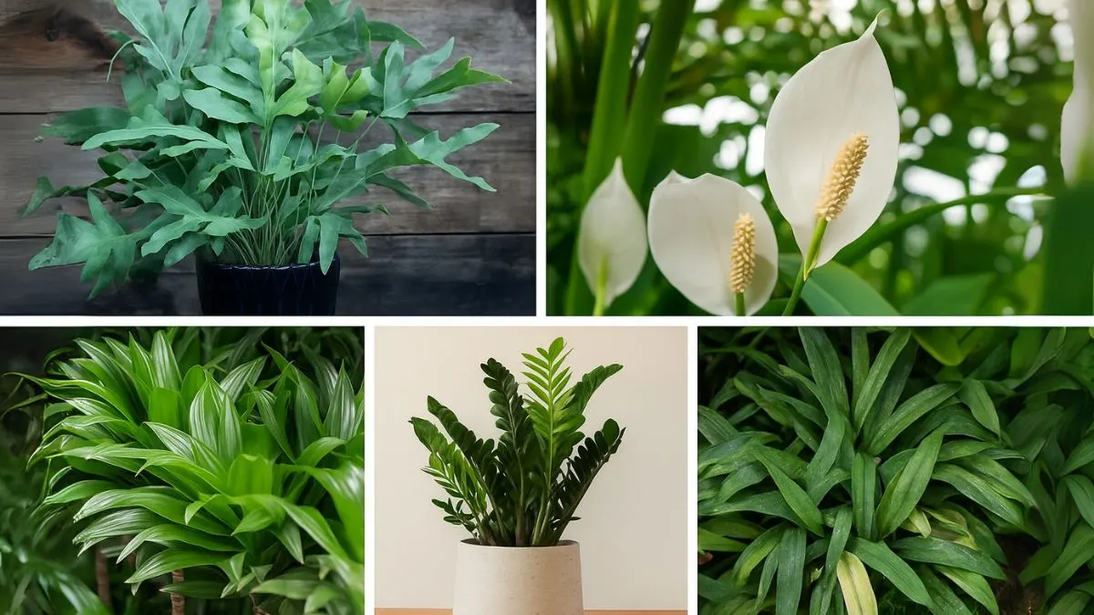 Indoor Plants That Survive (and Thrive) in Low Light