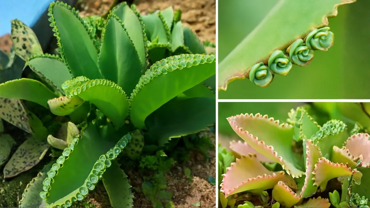 Mother of Thousands: The Unique Succulent That Grows Babies on Its Leaves
