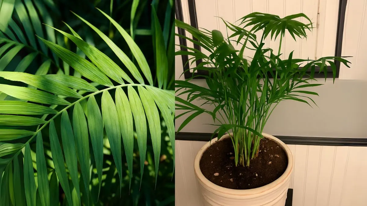From Watering to Light: The Right Way to Care for Parlor Palms