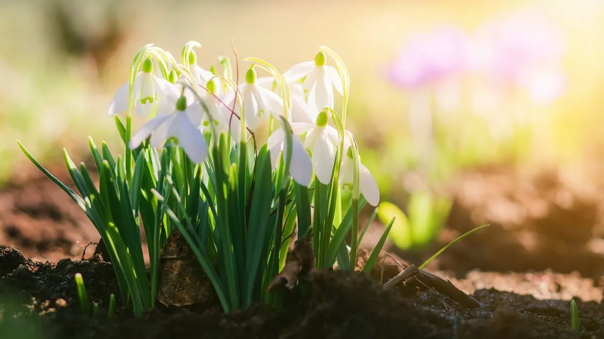Why Winter Is the Best Time for Pruning Plants