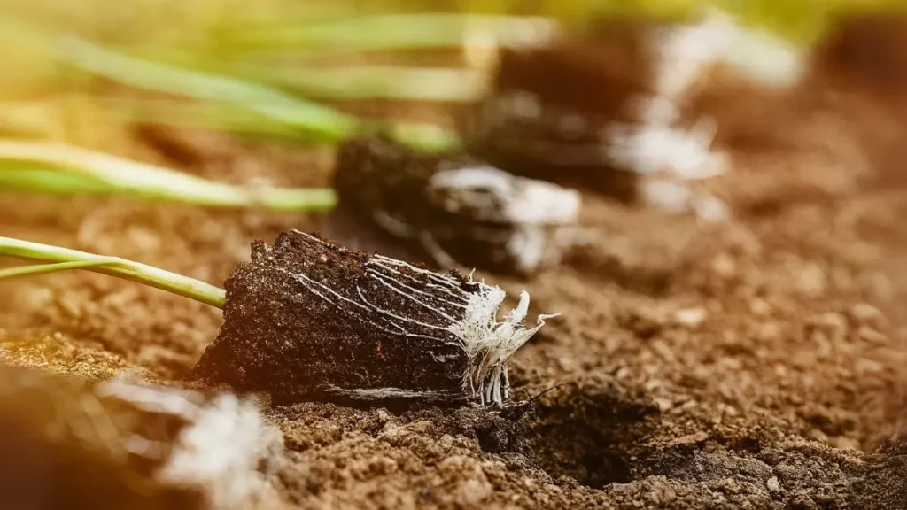 How to Grow Plants by Root Cuttings