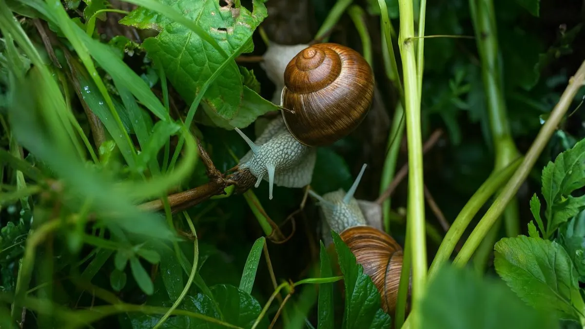 How to Trap and Get Rid of Slugs Using Beer