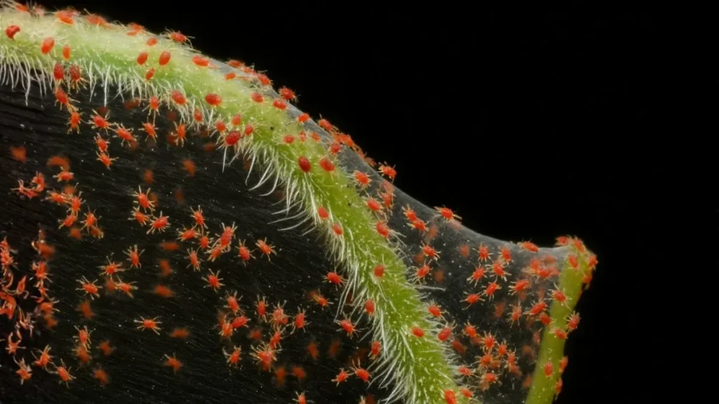 How to Get Rid of Spider Mites Without Harming Plants