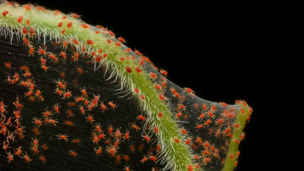 How to Get Rid of Spider Mites Without Harming Plants