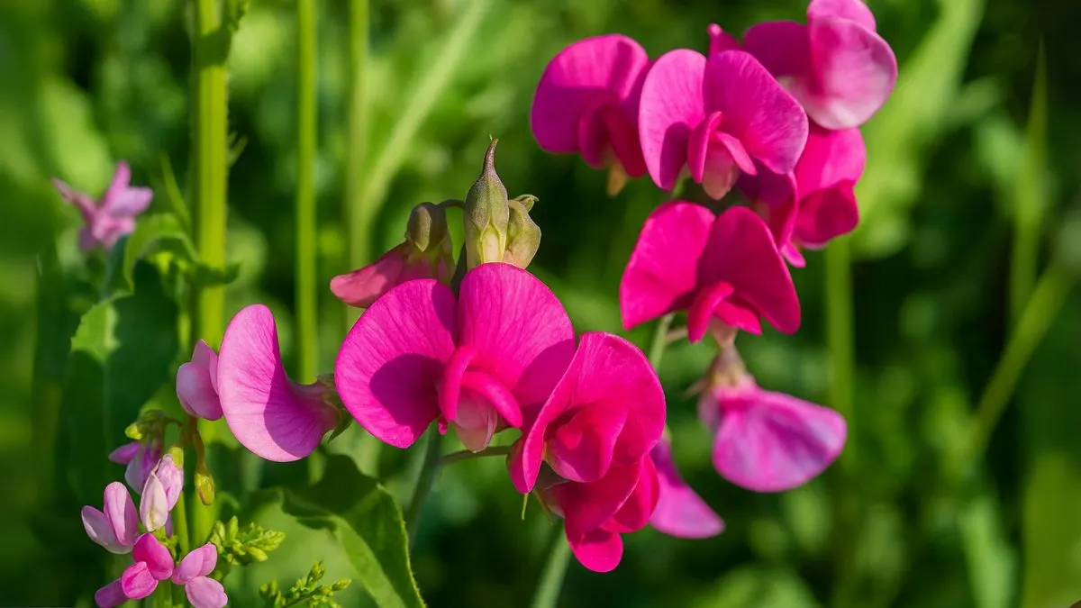 The Secret to Growing Sweet Peas That Fill Your Garden with Color & Scent