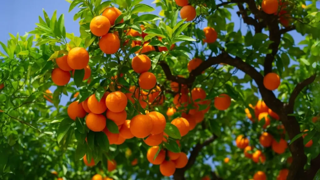 How to Grow a Tangerines Tree That Lasts for Decades