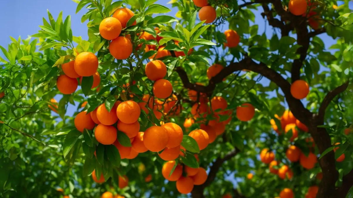 How to Grow a Tangerines Tree That Lasts for Decades