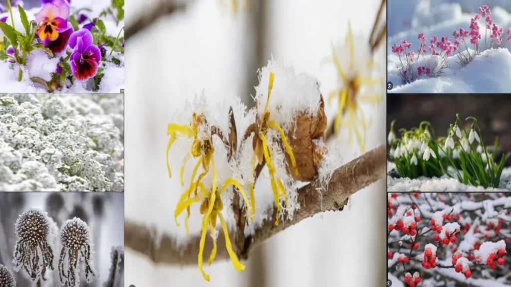 Winter Flowers That Survive Snow and Brighten Your Garden
