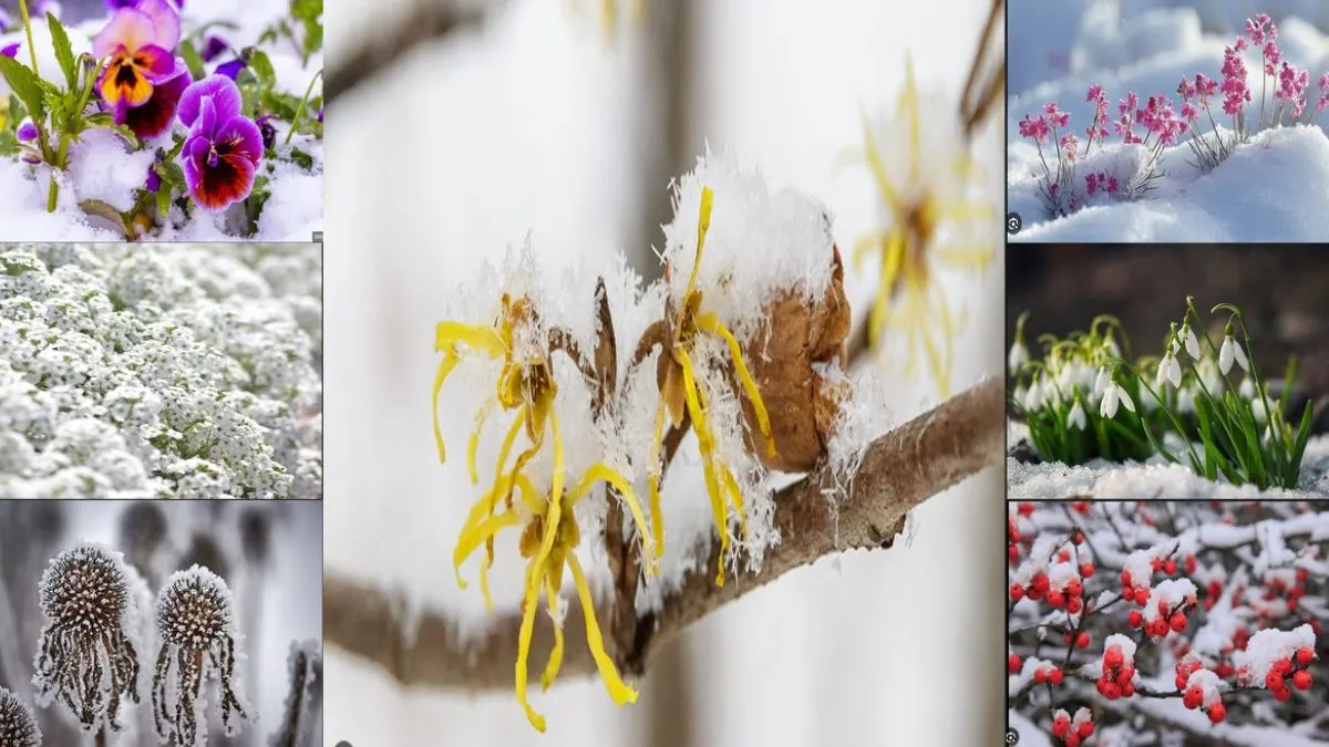 Winter Flowers That Survive Snow and Brighten Your Garden